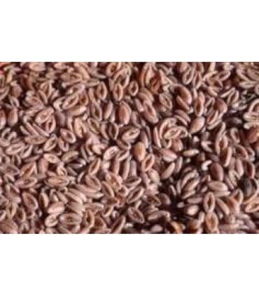 Zaragatona Rubia Semillas 25 Kg | otros 