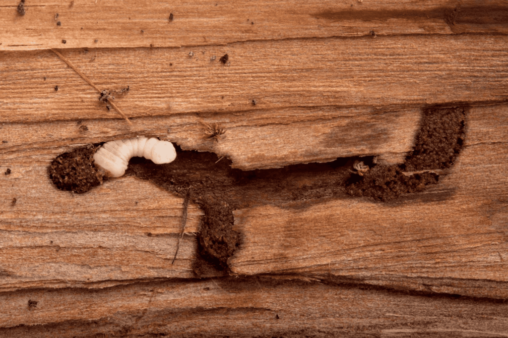 Tipos de insectos que comen madera